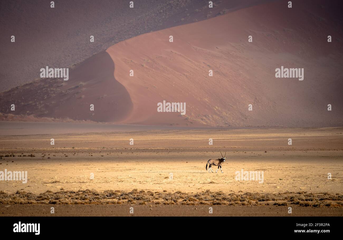 Un antilope d'oryx dans le désert du namib Banque D'Images
