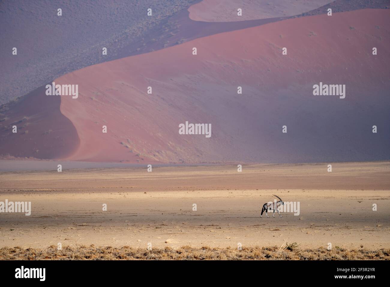 Un antilope d'oryx dans le désert du namib Banque D'Images