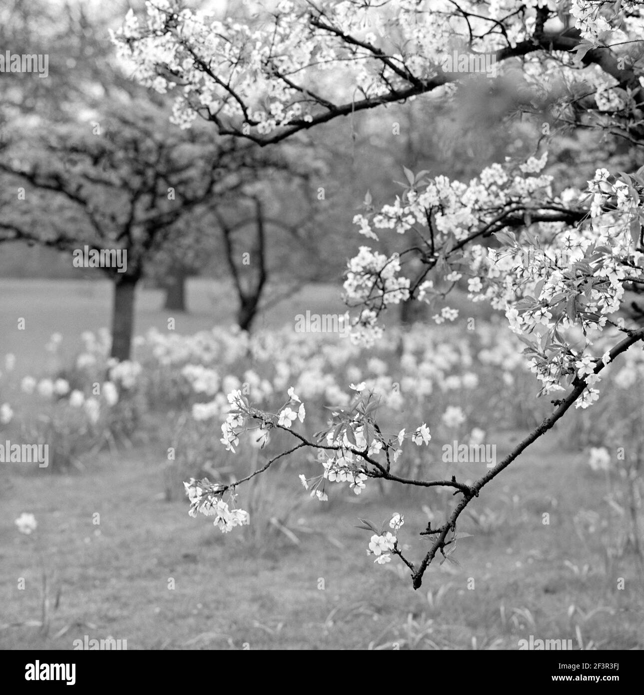 KEW GARDENS, Grand Londres. Une branche de printemps fleurira sur un arbre à Kew Gardens, avec des jonquilles et d'autres arbres derrière. Photo de John gay. Date Banque D'Images