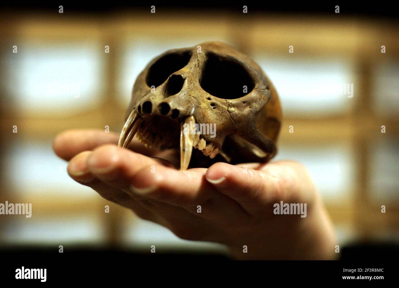 Un crâne de singe du XVIIe siècle a été fouillé à Clerkenwell, qui est archivé parmi des milliers d'autres objets excavés à Londres au nouveau LARC (London Archaeological and Research Centre) qui fait partie de l'extension du Musée de Londres. Le centre sera ouvert au public le 8 février 7 février 2002 photo Andy Paradise Banque D'Images