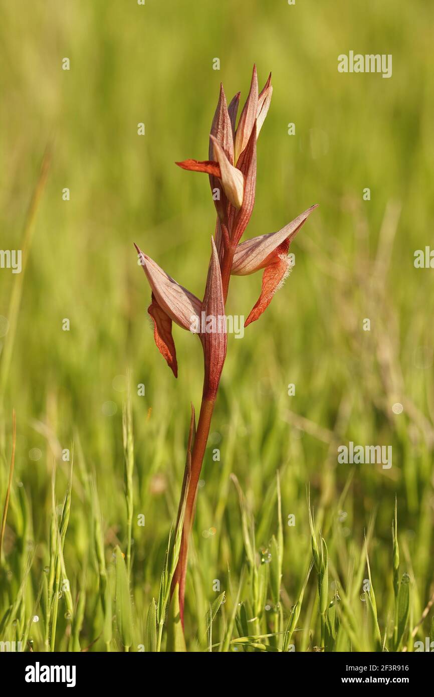 Un cliché vertical d'une orchidée à longue lèvre sur la langue dans un pré Banque D'Images