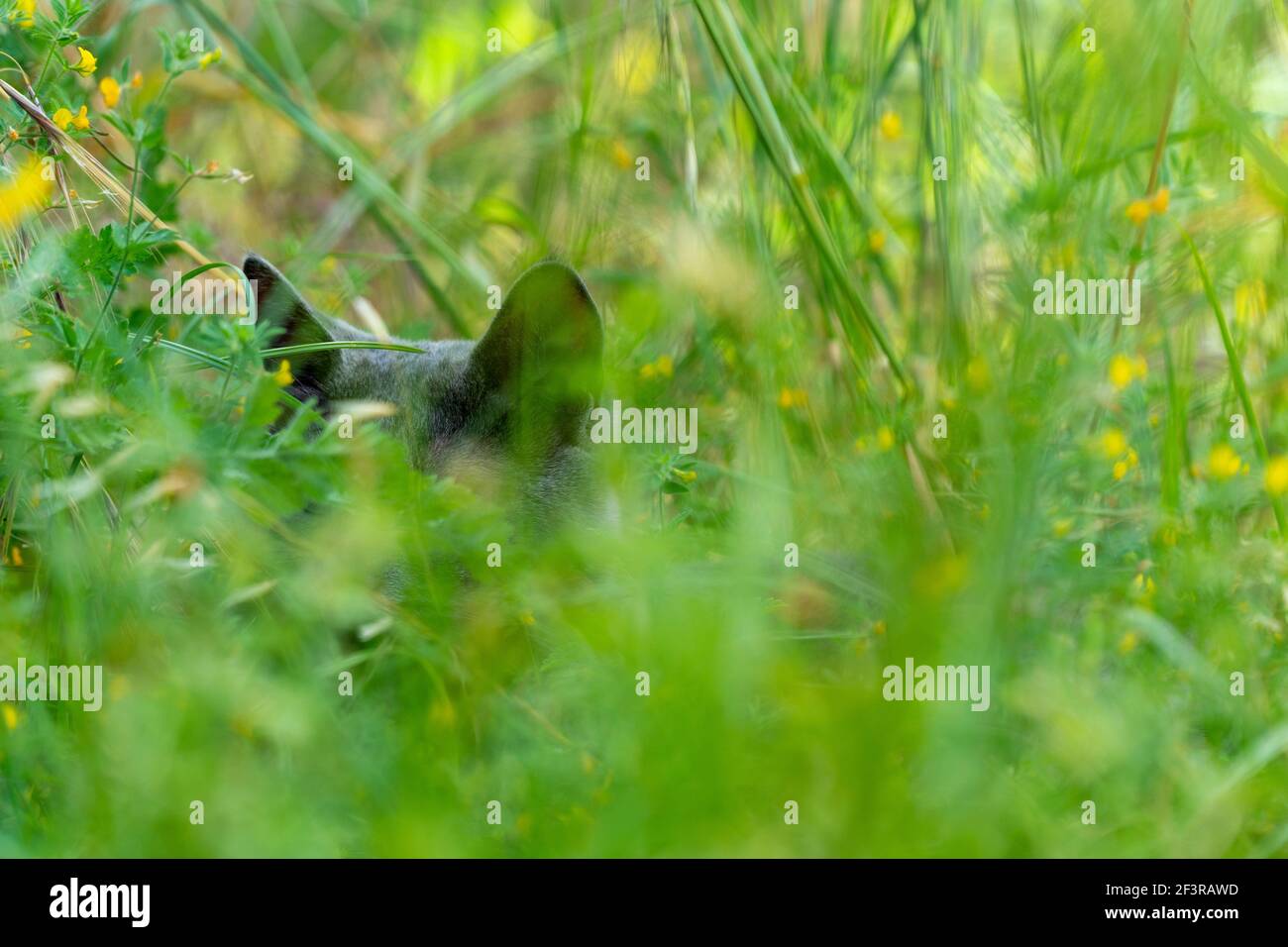 Un adorable chat gris est couché et se détend dans une herbe verte luxuriante au printemps. Nature et arrière-plan animal avec espace de copie. Banque D'Images