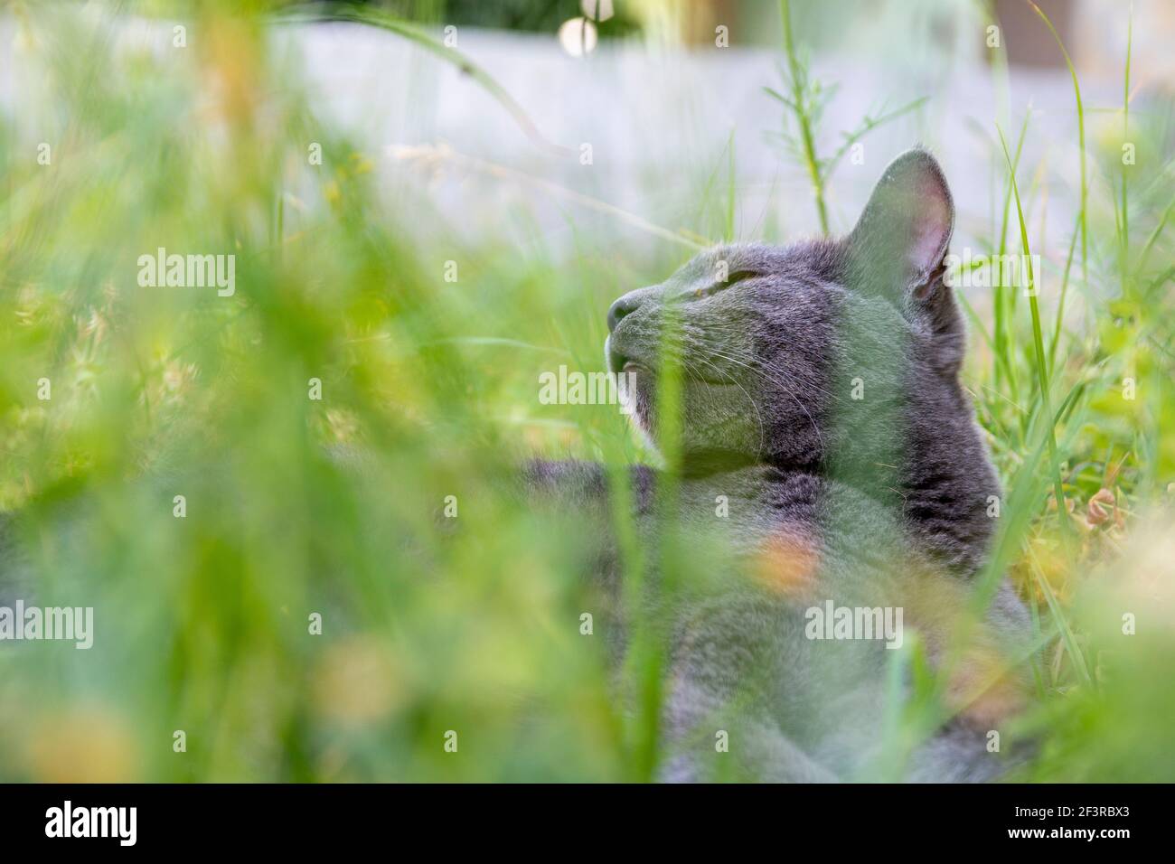 Un adorable chat gris est couché et se détend dans une herbe verte luxuriante au printemps. Nature et arrière-plan animal avec espace de copie. Banque D'Images