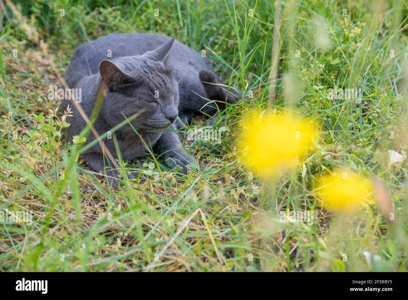 Un adorable chat gris est couché et se détend dans une herbe verte luxuriante au printemps. Nature et arrière-plan animal avec espace de copie. Banque D'Images