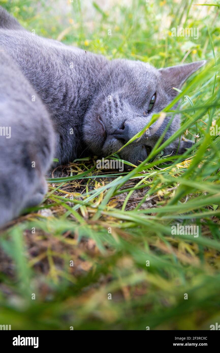 Un adorable chat gris est couché et se détend dans une herbe verte luxuriante au printemps. Nature et arrière-plan animal avec espace de copie. Banque D'Images