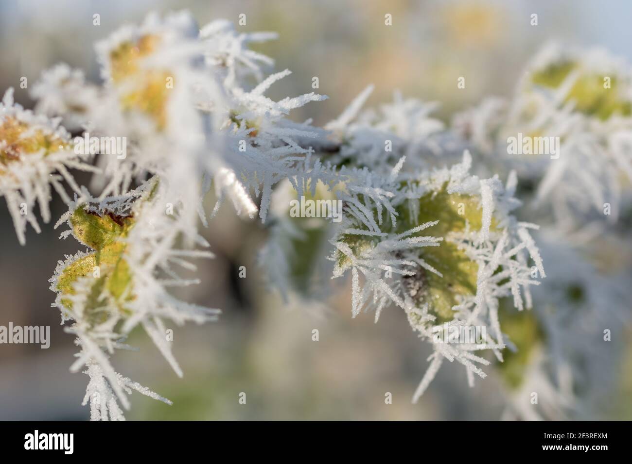 De beaux cristaux de glace sur une plante au soleil du matin Banque D'Images