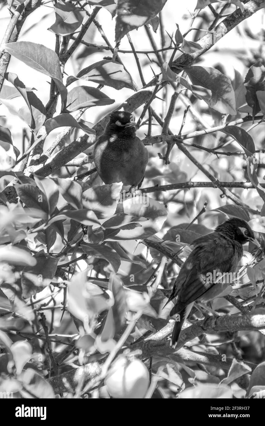 Starling-Myna afghan dans la nidification sauvage sur UN arbre. Banque D'Images