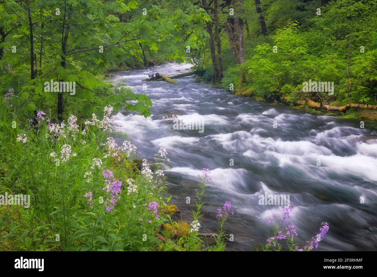 Floraison printanière de Dames Rocket le long de Tanner Creek en Oregon. Banque D'Images