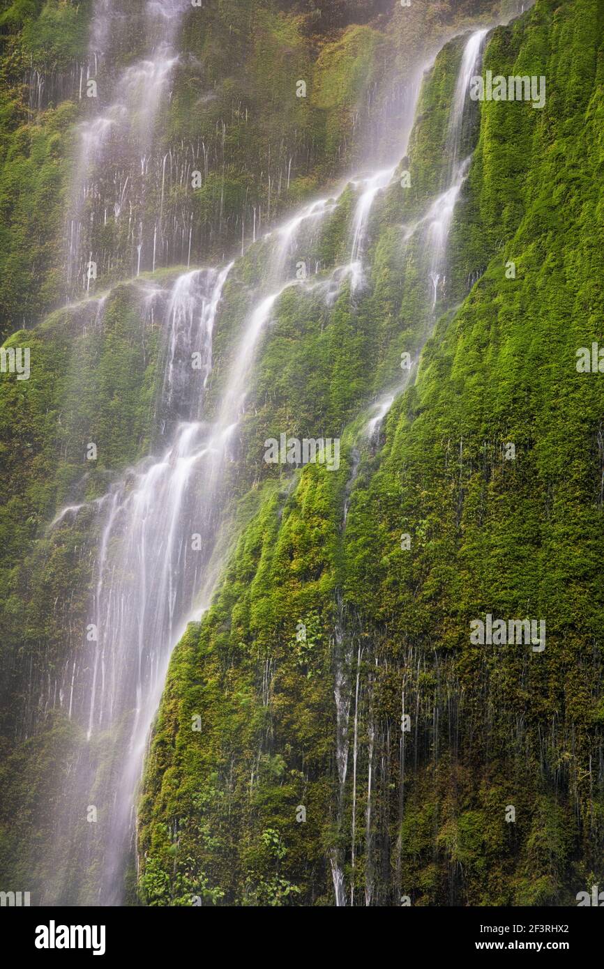 Cascade saisonnière le long du ruisseau Tanner de l'Oregon. Banque D'Images