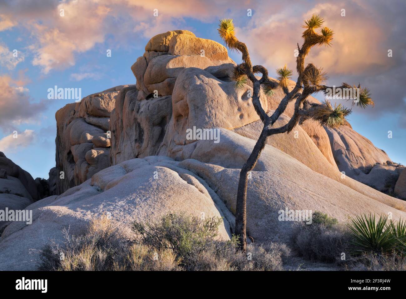 Chaleur au coucher du soleil sur Jumbo Rocks et ce grand Joshua Tree dans le parc national de Joshua Tree, dans le sud de la Californie. Banque D'Images