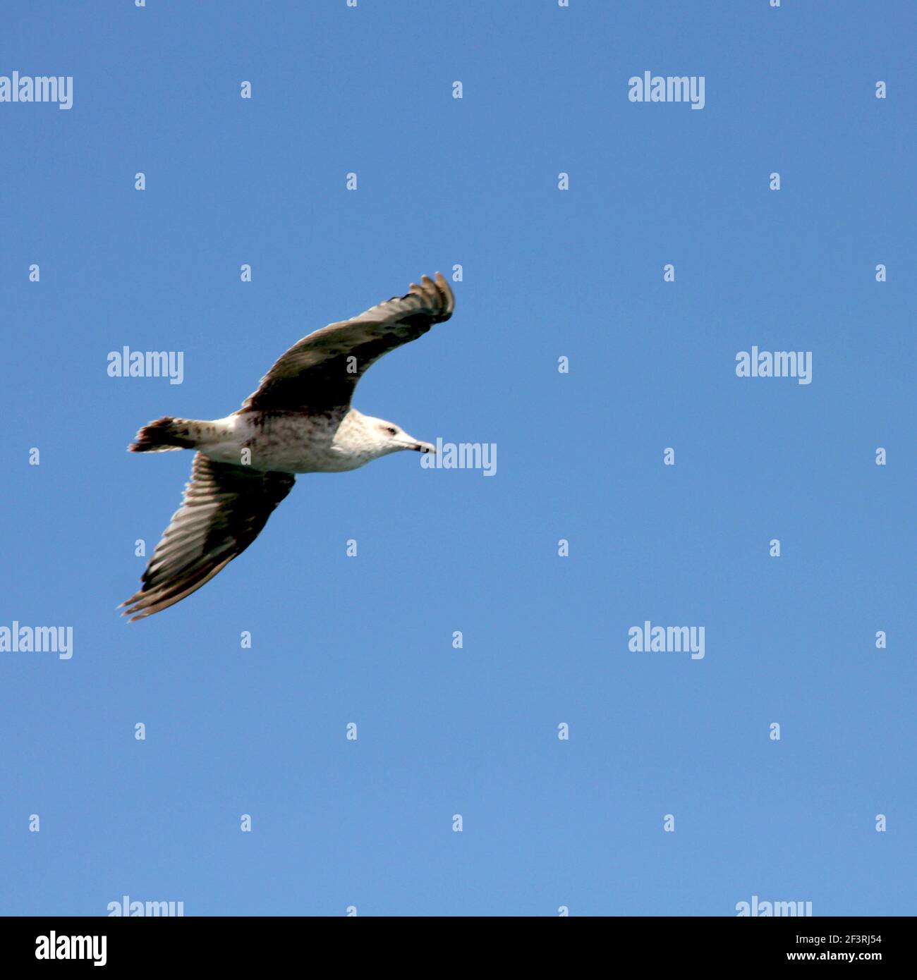 Un jeune mouette volant contre un ciel bleu clair Banque D'Images