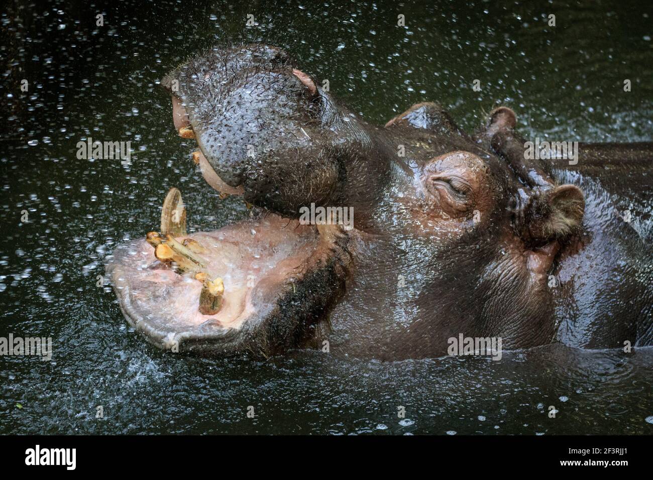 Zoom Zoo Gelsenkirchen, NRW, Allemagne, 17 mars 2021. Les femelles hippopotames (Hippopotamus amphibius) SUSE et Arita apprécient clairement leur nettoyage dentaire et leur lavage de bouche administré par tuyau d'eau. Les zoos du NRW se rouvrent progressivement avec des directives strictes sur les covidés cette semaine, après des mois de fermeture, pour être potentiellement menacés d'avoir à fermer à nouveau la semaine prochaine en raison de la hausse des taux d'incidence. Banque D'Images