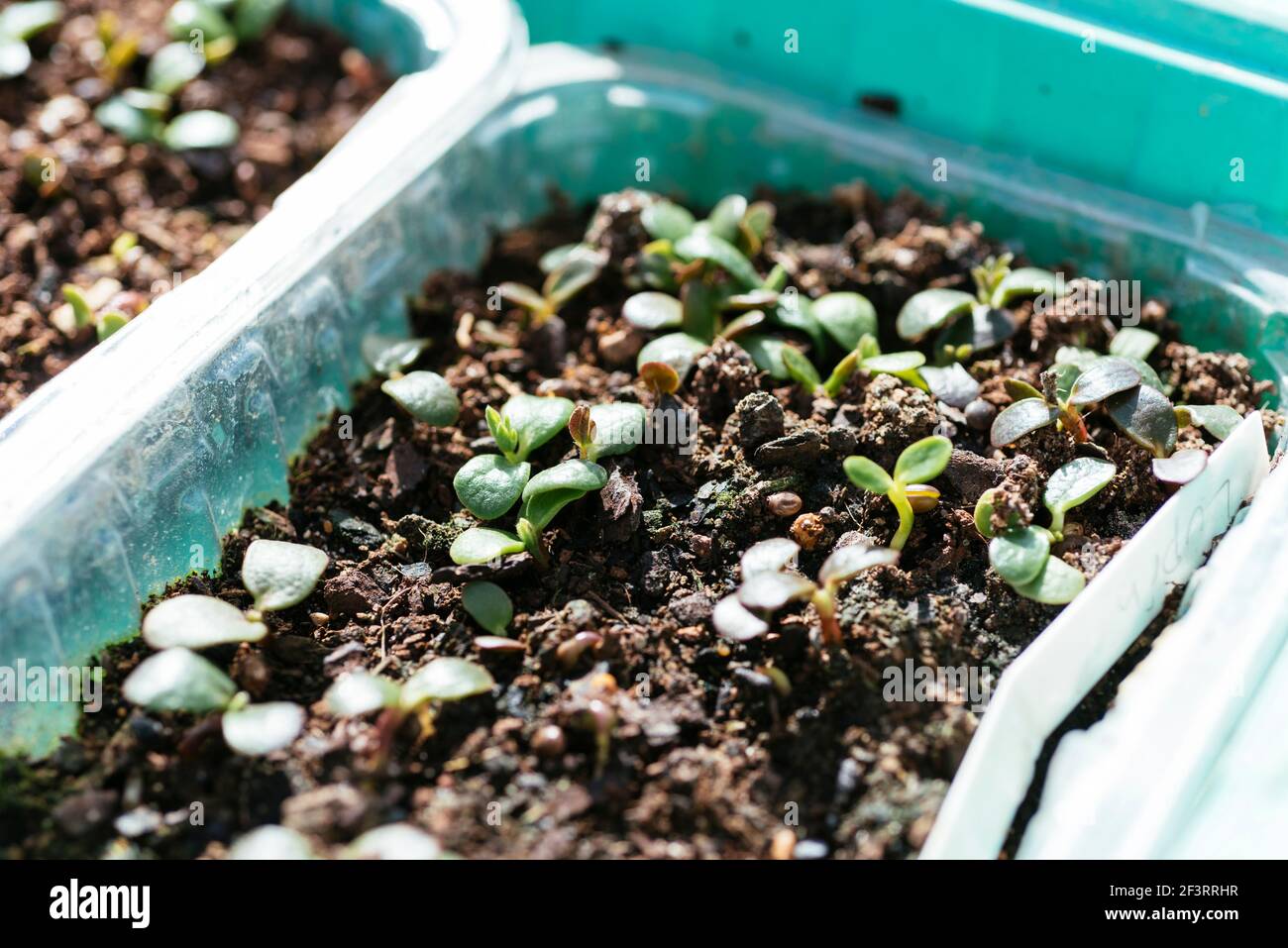 Plantules de fleurs de lupin de jardin (Lupinus polyphyllus) cultivées à partir de semences. Banque D'Images