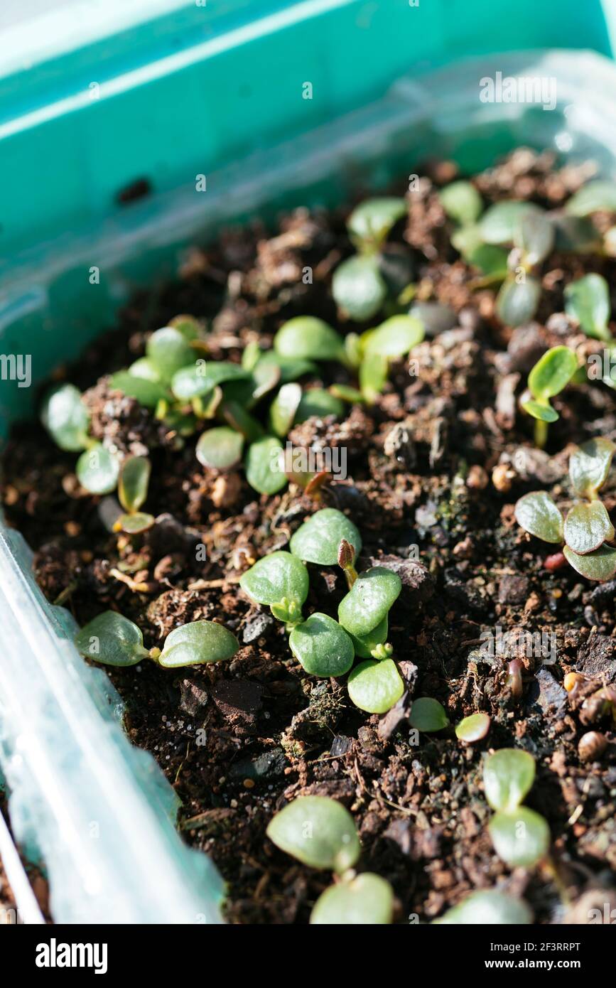 Plantules de fleurs de lupin de jardin (Lupinus polyphyllus) cultivées à partir de semences. Banque D'Images