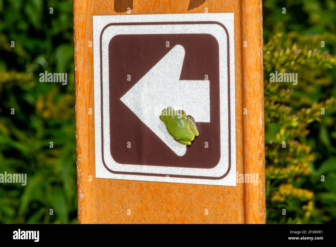 Vadnais Heights, Minnesota. Forêt John H. Allison. Treefrog gris, Hyla versicolor assis sur un panneau de direction de forêt. Banque D'Images