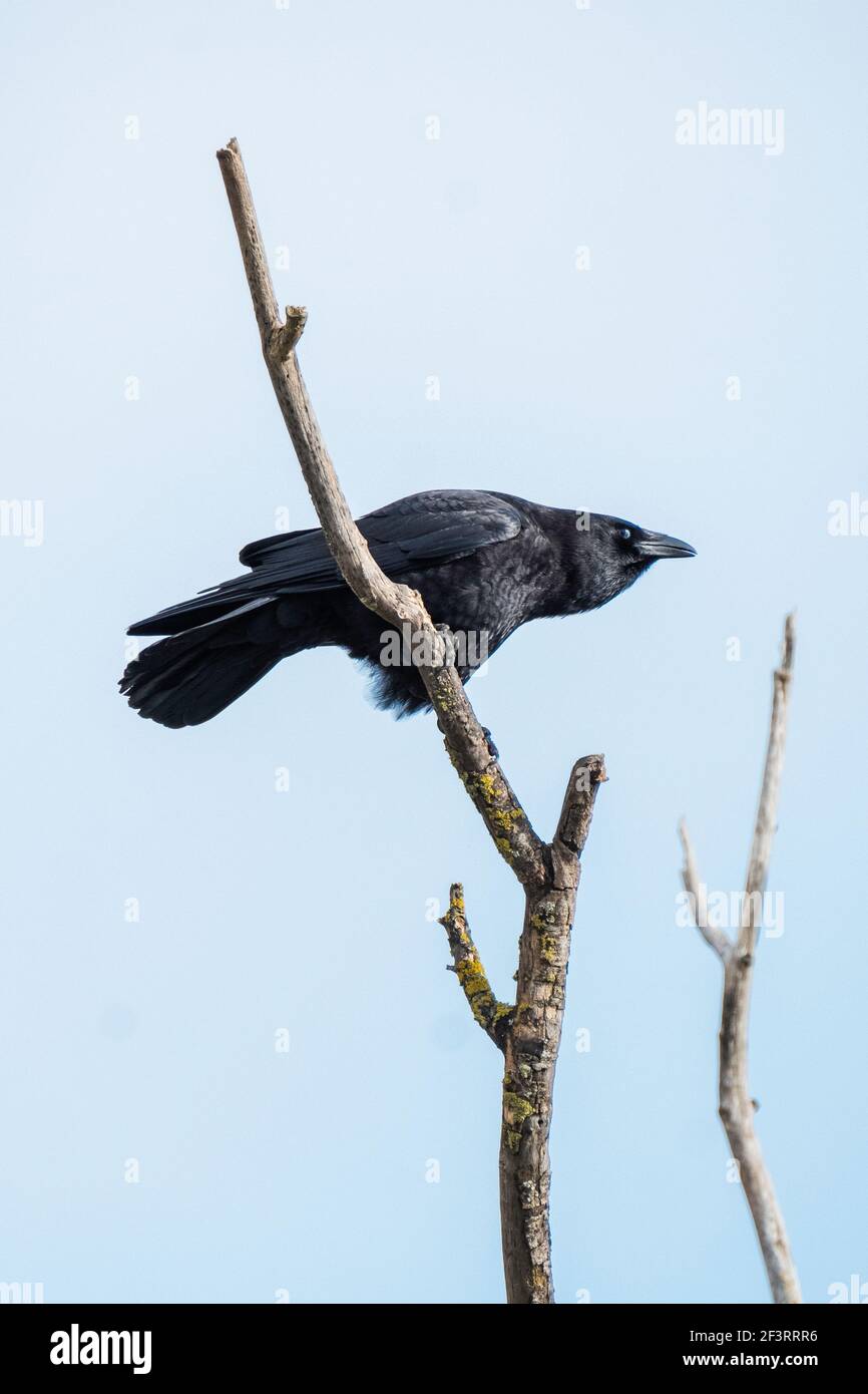 Un corbeau noir est perché sur une branche d'arbre nue et penché vers l'avant. Sa membrane nictitante est à moitié fermée sur son œil visible. Banque D'Images