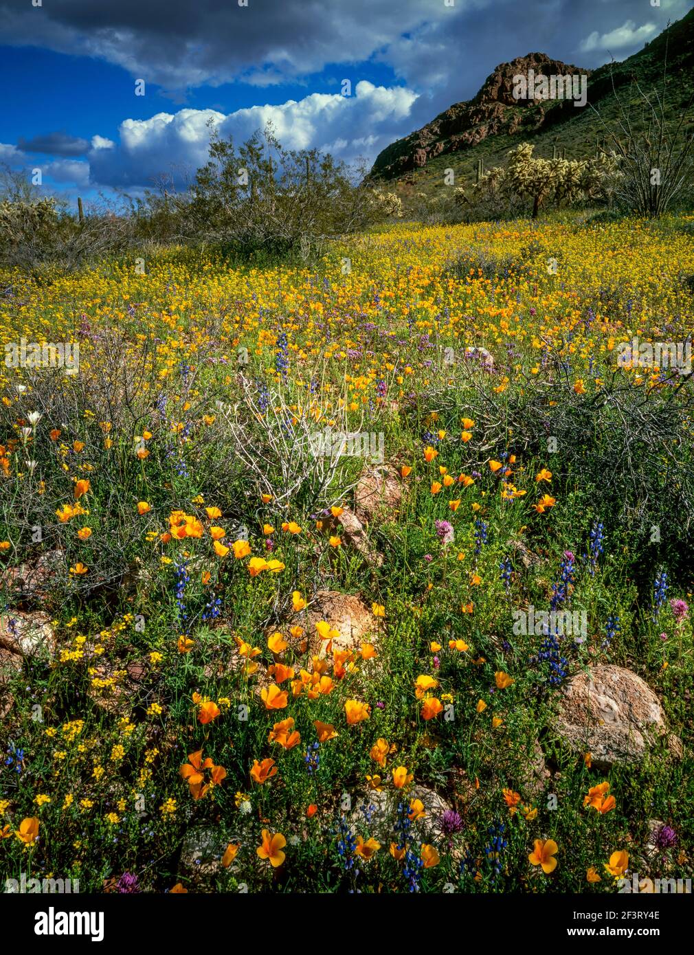 Coquelicots, fleurs sauvages, montagnes de Puerto Blanco, Monument national de Cactus d'orgue, Arizona Banque D'Images