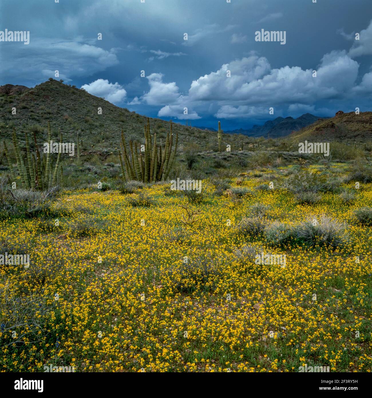 Storm Clouds, Saguaro Cacti, Organ Pipe Cactus National Monument, Arizona Banque D'Images