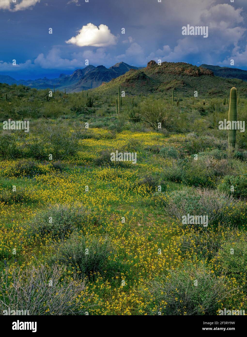 Aprroaching Storm, Zinnia, Bates Mountains, Organ Pipe Cactus National Monument, Arizona Banque D'Images