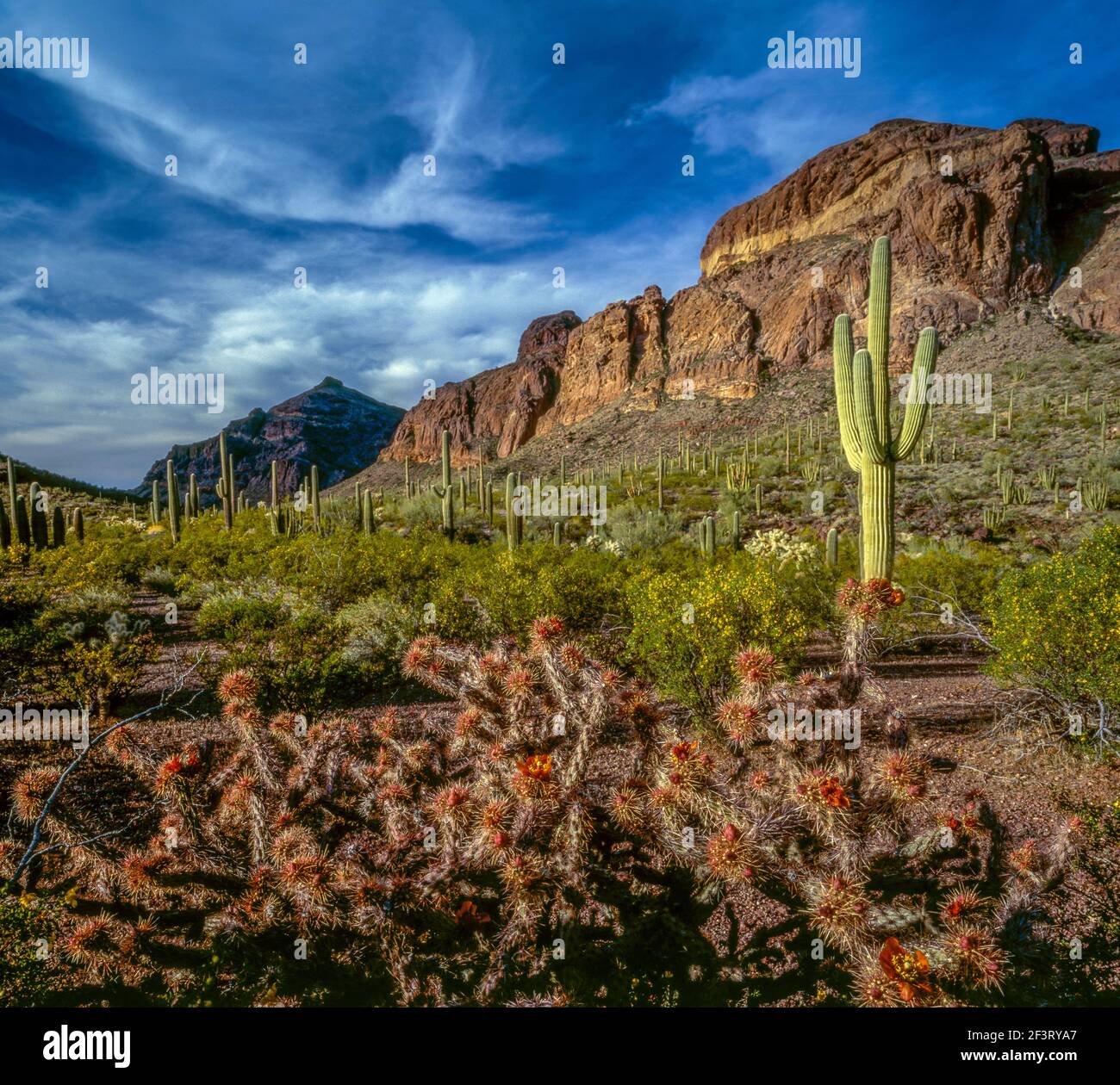 Orgue Pipe Cactus National Monument, Arizona Banque D'Images