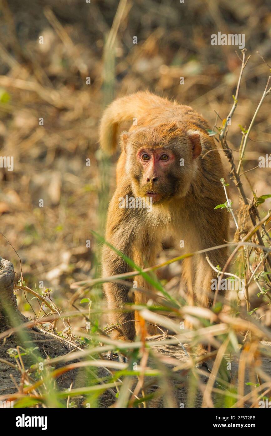 Macaque Rhésus (Macaca mulatta) Banque D'Images