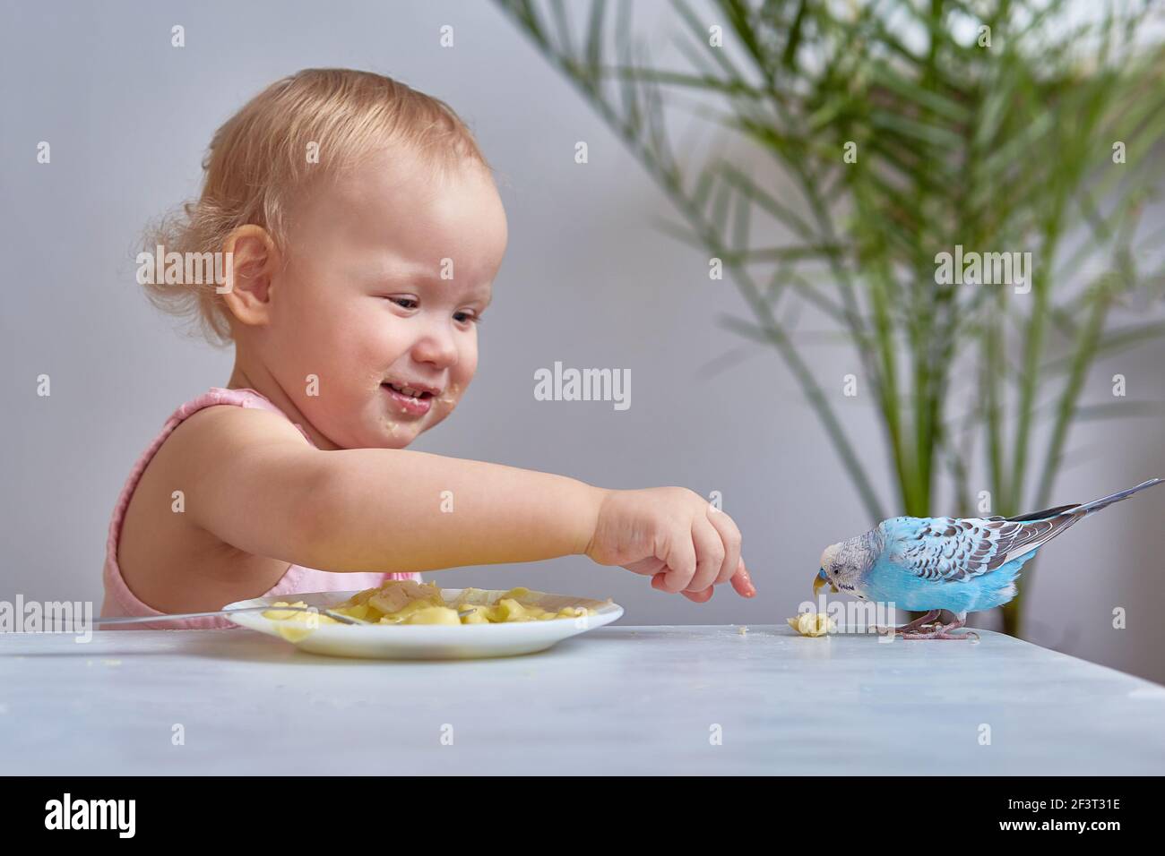 Un enfant nourrit un copains d'animal de compagnie de son assiette Banque D'Images