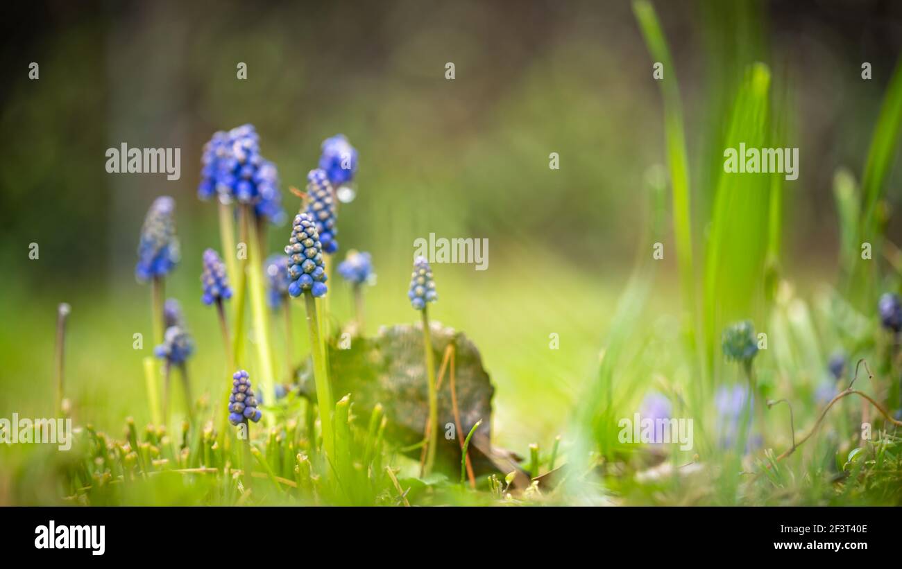 Muscari. Jacinthe de raisin avec fond vert naturel. Cloches . La beauté dans la nature. Banque D'Images