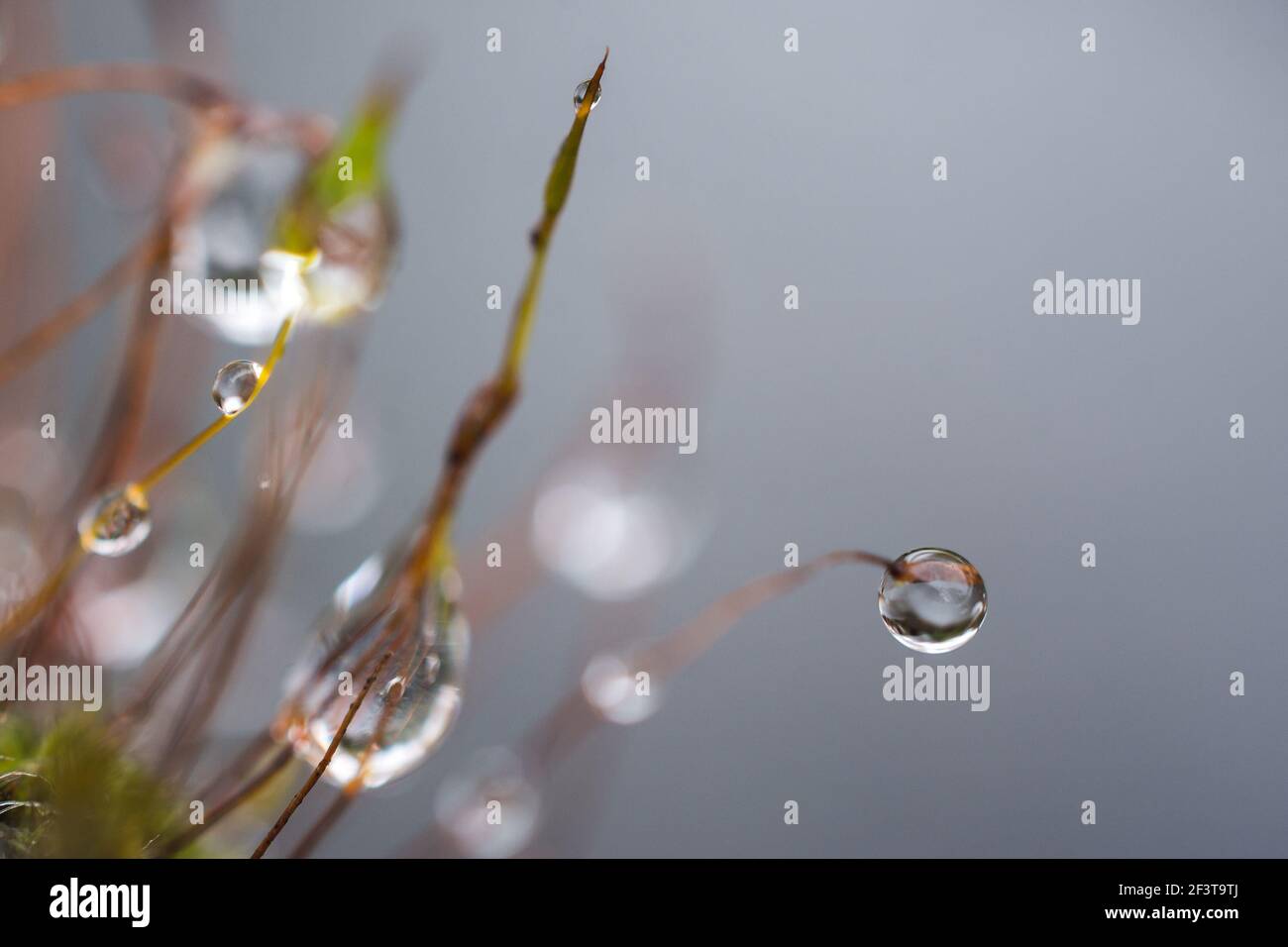 Gros plan de nombreuses gouttelettes d'eau sur l'herbe Banque D'Images