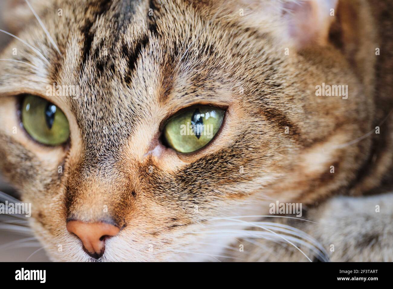 Point Nuageux Sur L œil Du Chat Maladie De Cecite Chez Un Animal Photo Stock Alamy
