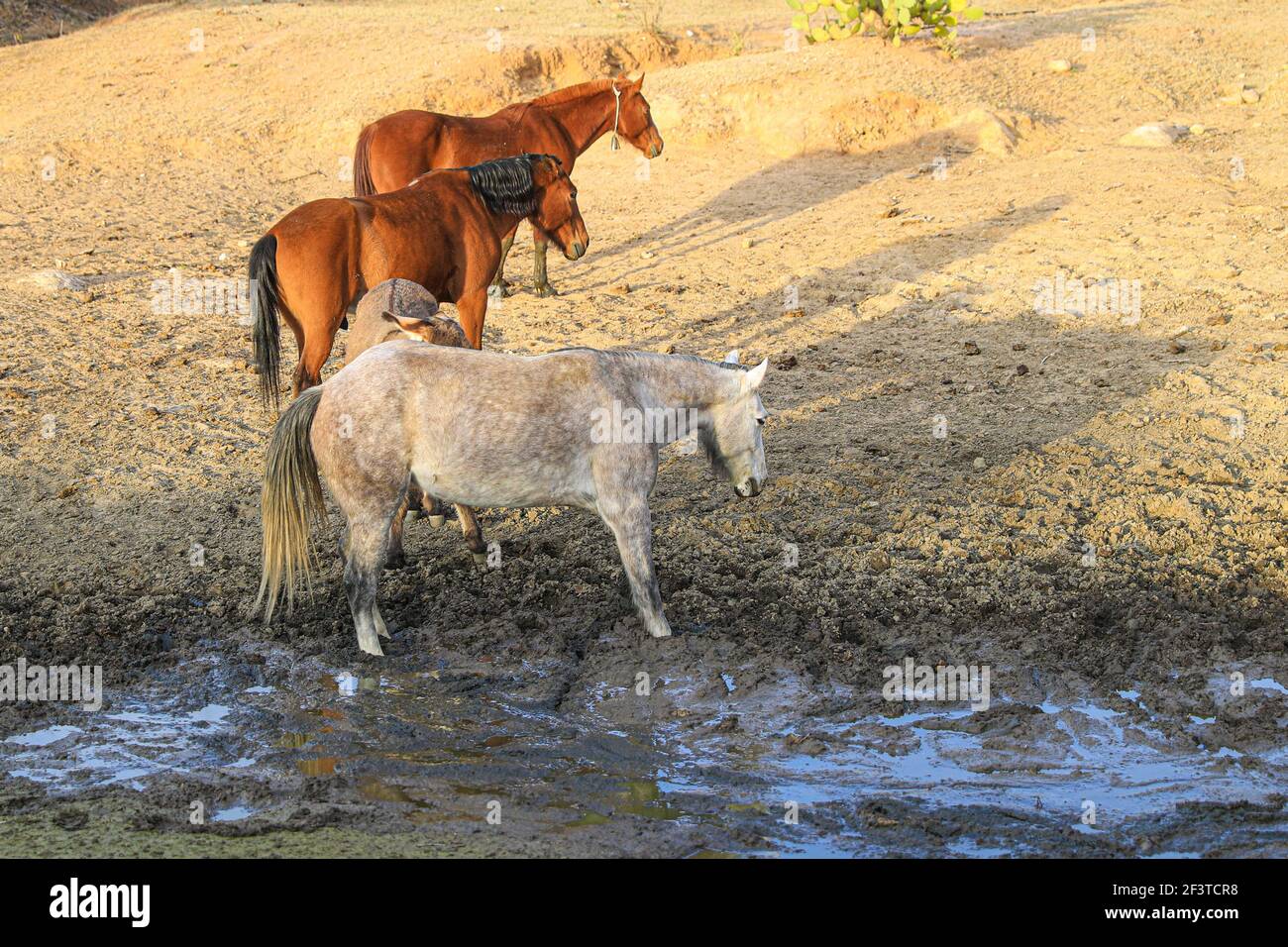 Un âne, un cheval, un poulain et un colt tentent de boire de l'eau de la boue sur le plancher d'un barrage presque asséché par des sécheresses dans le désert de Sonora, au Mexique. ranch dans le désert et Tonibabi ejido en Sierra la Madera, municipalité de Moctezuma, Sonora, au Mexique. (Photo par Luis Gutierrez / Norte photo) un burro, un caballo, un potrillo y una llegua intentan beber agua del lodo en el suelo de un represo casi seco por las sequias en el desierto de Sonora, Mexique. rancho en el desierto y ido Tonibi en la Sierra Madera, municipio de Moctezuma, Sonora, Mexique. (Photo par Luis Gutierrez/Norte photo) Banque D'Images