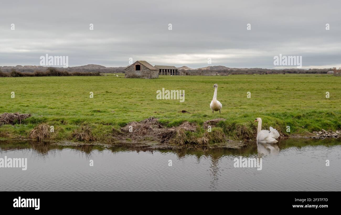 Cygnes dans le paysage à Braunton Marshes près de Barnstaple, Devon, Angleterre. Banque D'Images