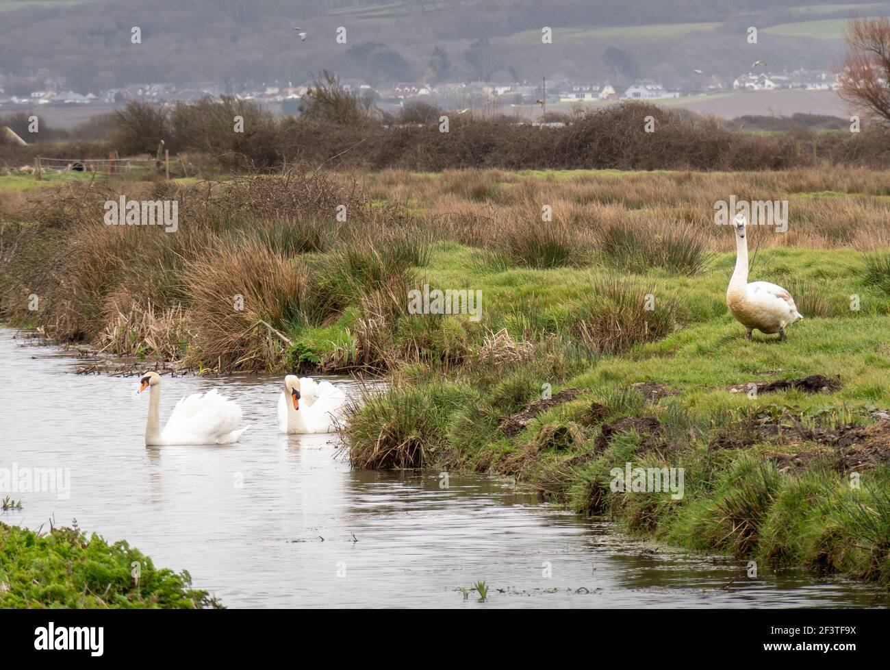 Trois cygnes dans le paysage à Braunton Marshes près de Barnstaple, Devon, Angleterre. Banque D'Images