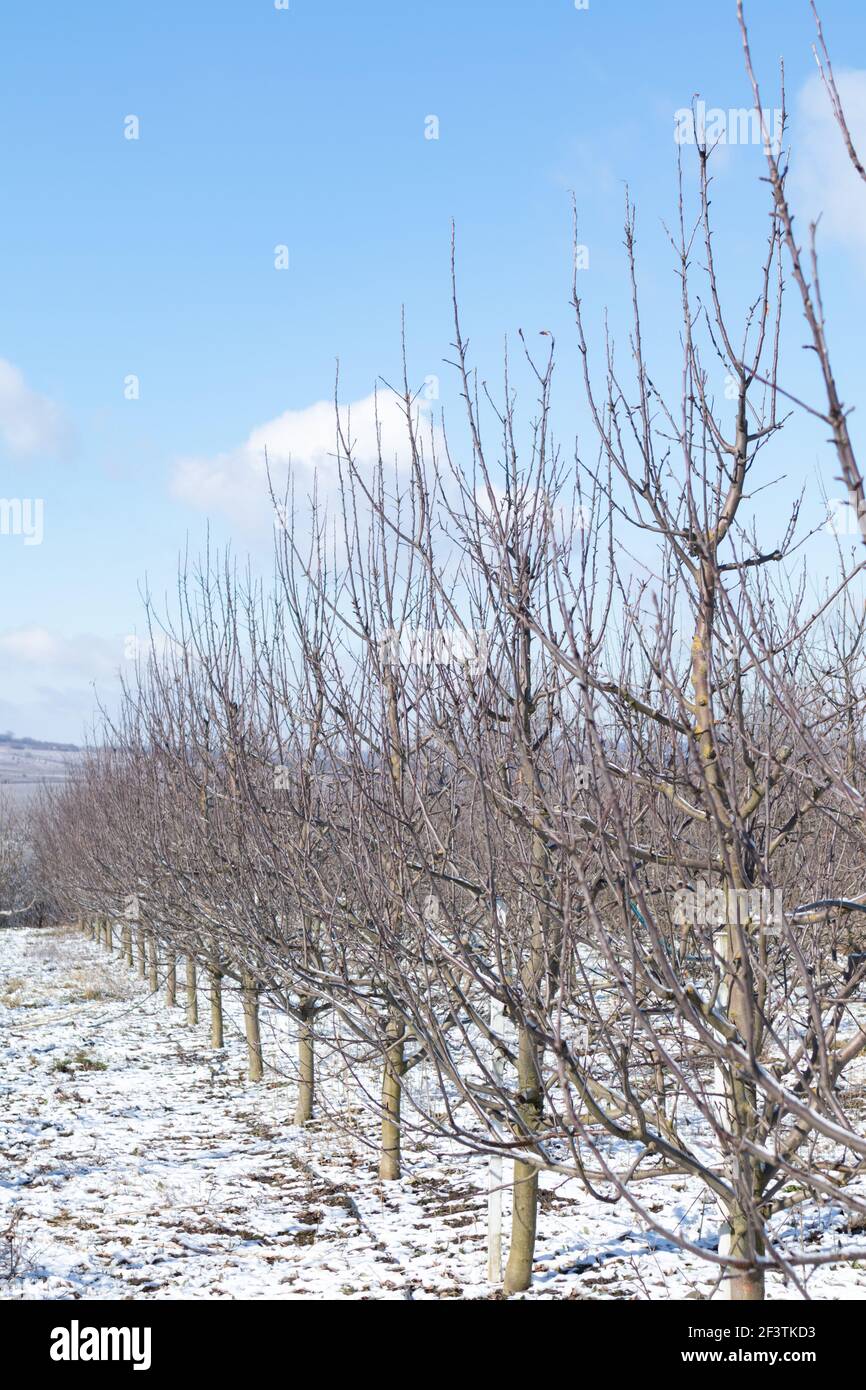 Un verger de pommes au soleil par un ciel bleu. Banque D'Images