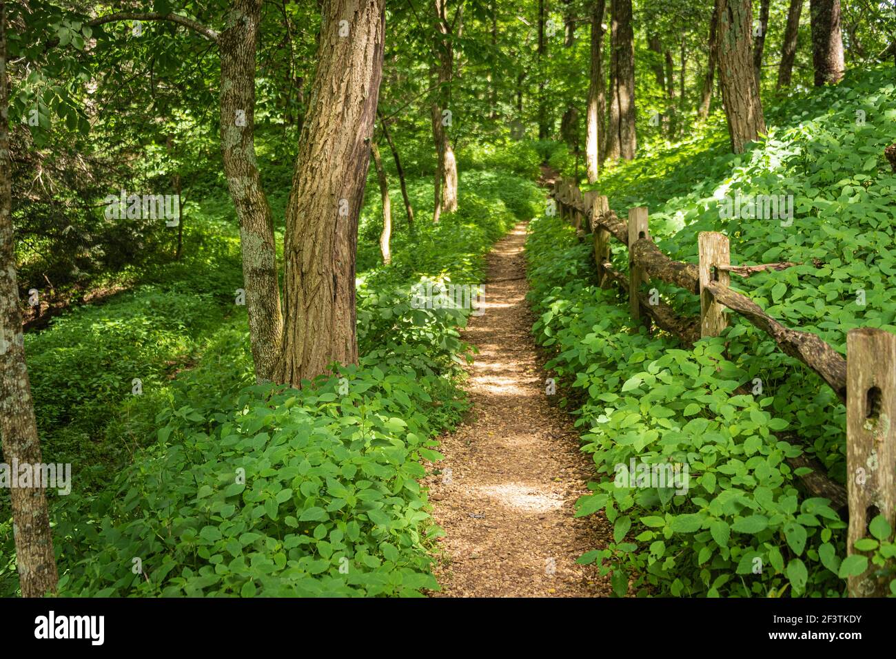 Appalachian Trail à Neels Gap dans le Raven Cliffs Wilderness de la forêt nationale de Chattahoochee près de Blairsville, Géorgie, États-Unis. Banque D'Images Appalachian Trail à Neels Gap dans le Raven Cliffs Wilderness de la forêt nationale de Chattahoochee près de Blairsville, Géorgie, États-Unis. Banque D'Images