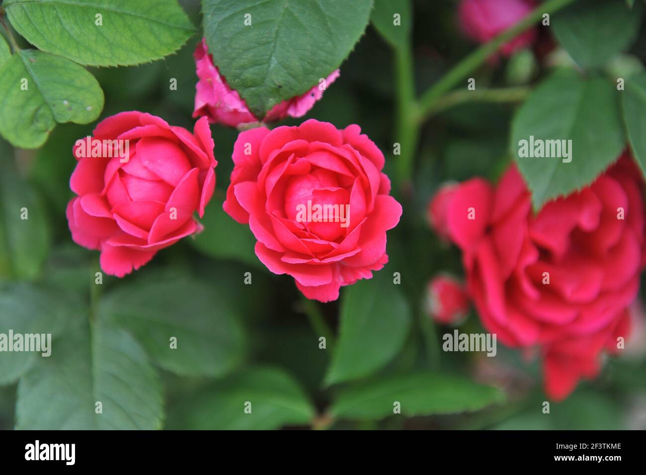 Rouge à grandes fleurs Climber rose (Rosa) Demokracie fleurit sur un obélisque Dans un jardin en juillet Banque D'Images