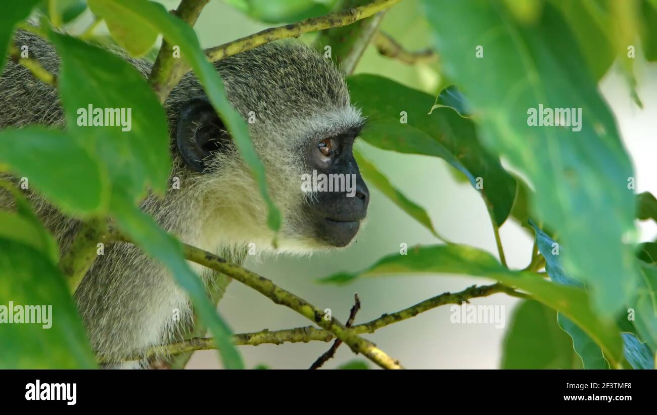 Gros plan d'un singe vervet dans un arbre dans un quartier de Sainte-Lucie, Afrique du Sud Banque D'Images