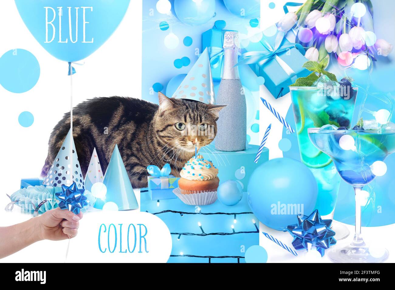 Chat Au Chapeau D Anniversaire Banque D Image Et Photos Page 3 Alamy