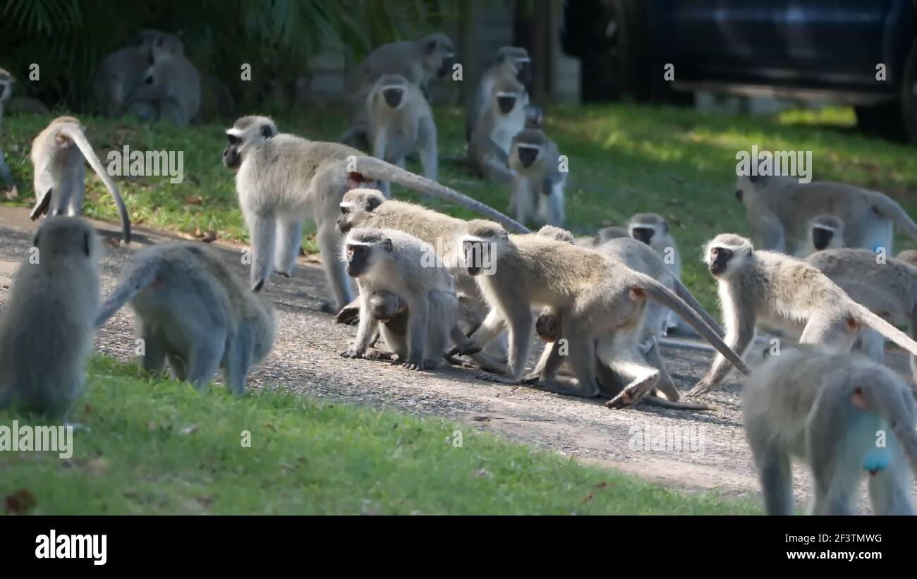 Deux troupes de singes vervet combattant dans un quartier de Sainte-Lucie, en Afrique du Sud Banque D'Images
