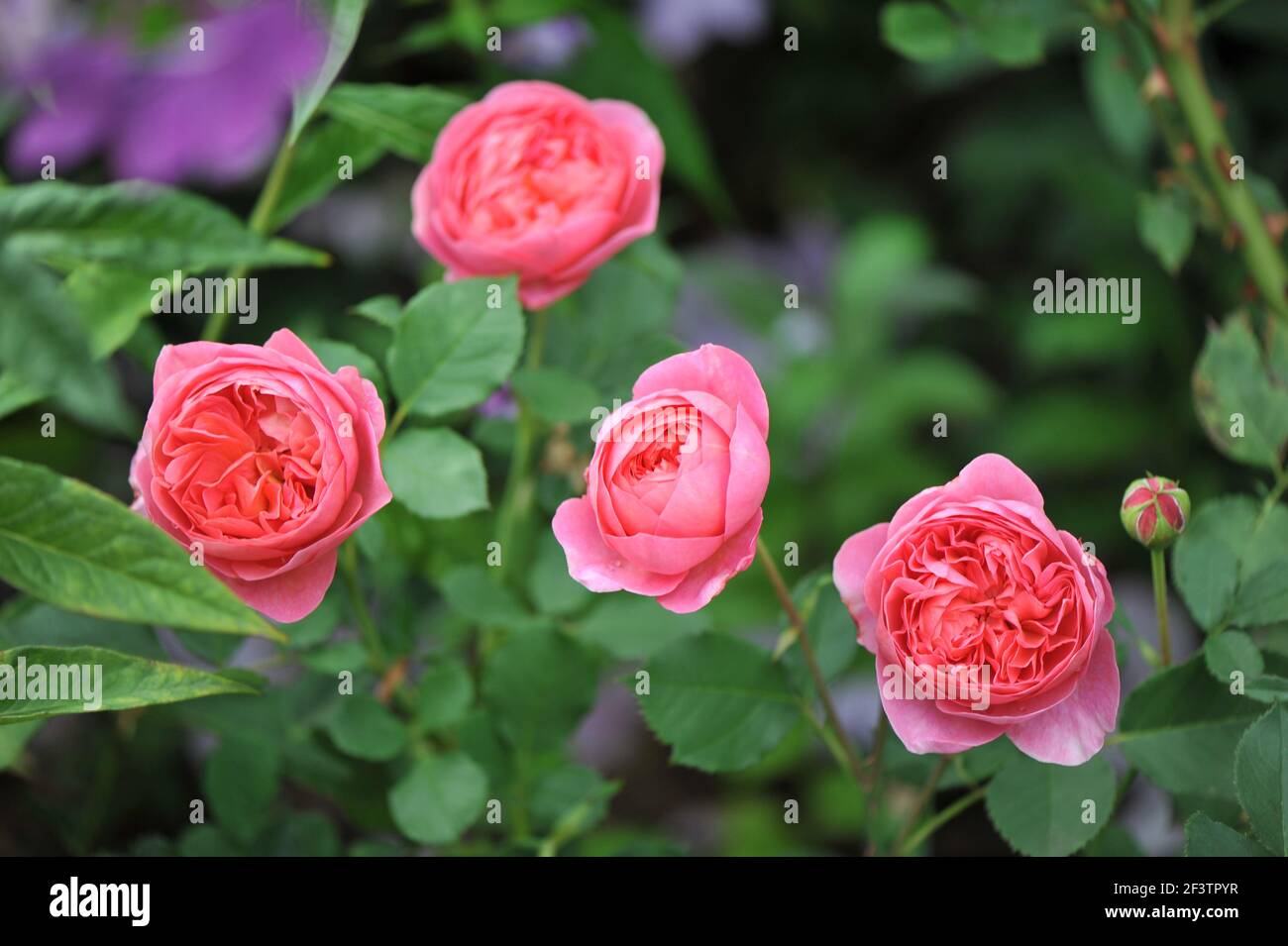 Arbuste rose saumon rose anglaise (Rosa) Boscobel fleurit dans un jardin Banque D'Images