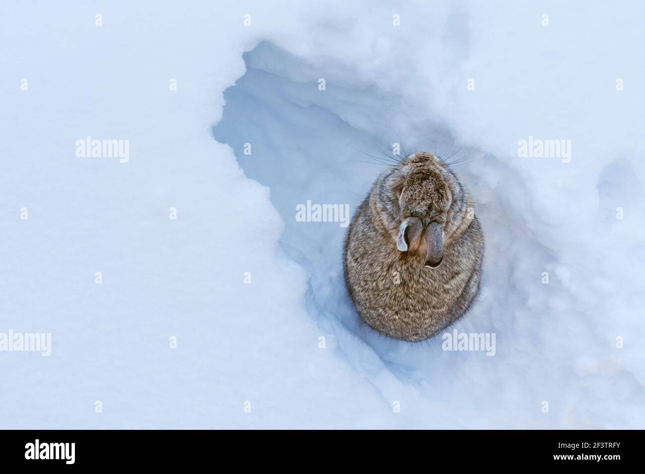 Vue des oiseaux du lapin de la montagne ou de la queue de coton de Nuttall (Sylvilagus nuttallii) comme un oiseau prédateur pourrait le voir, Castle Rock Colorado USA. Banque D'Images Vue des oiseaux du lapin de la montagne ou de la queue de coton de Nuttall (Sylvilagus nuttallii) comme un oiseau prédateur pourrait le voir, Castle Rock Colorado USA. Banque D'Images