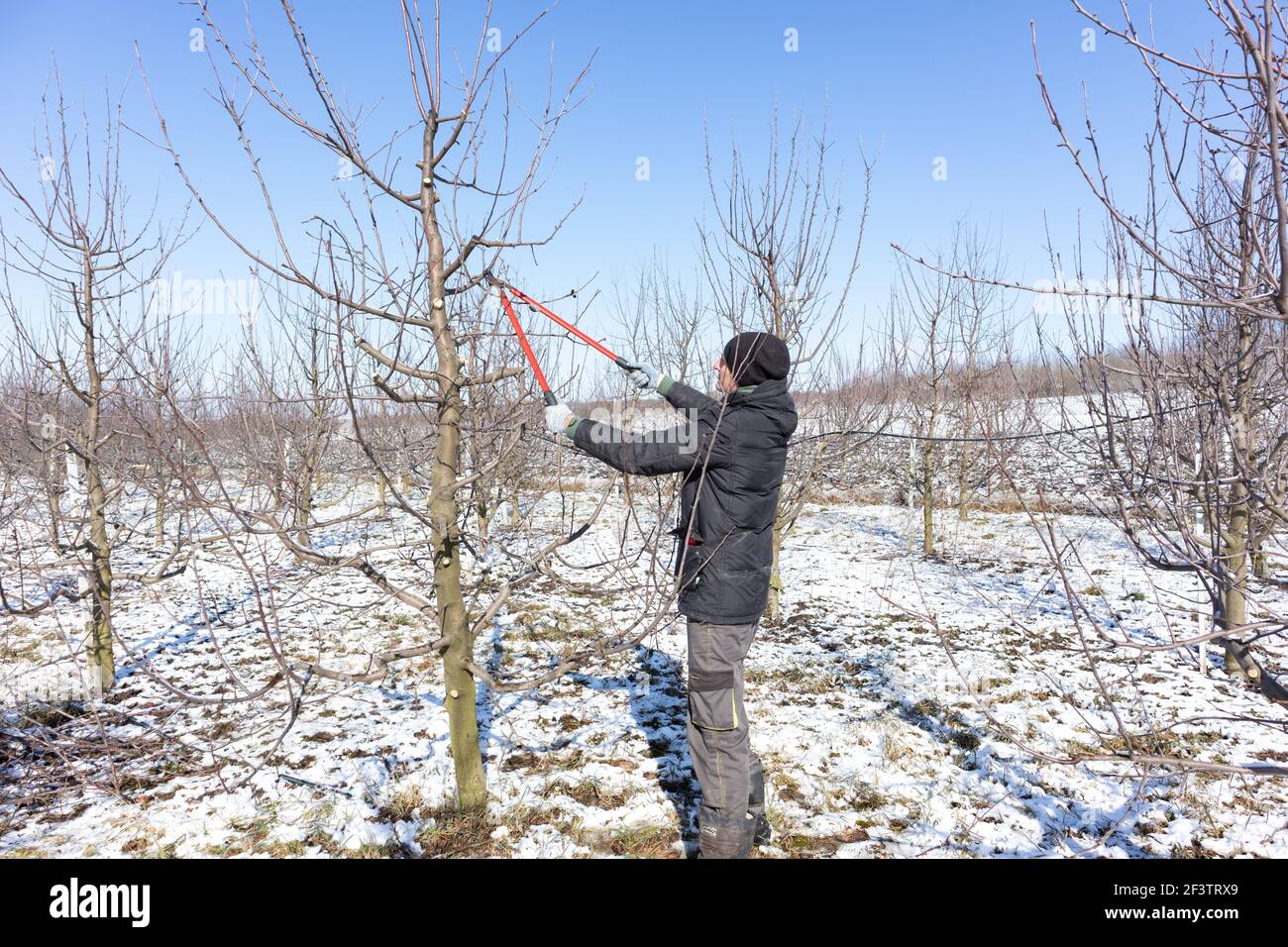 Élagage d'un pommier dans un verger. Un verger de pommes au soleil par un ciel bleu. Banque D'Images
