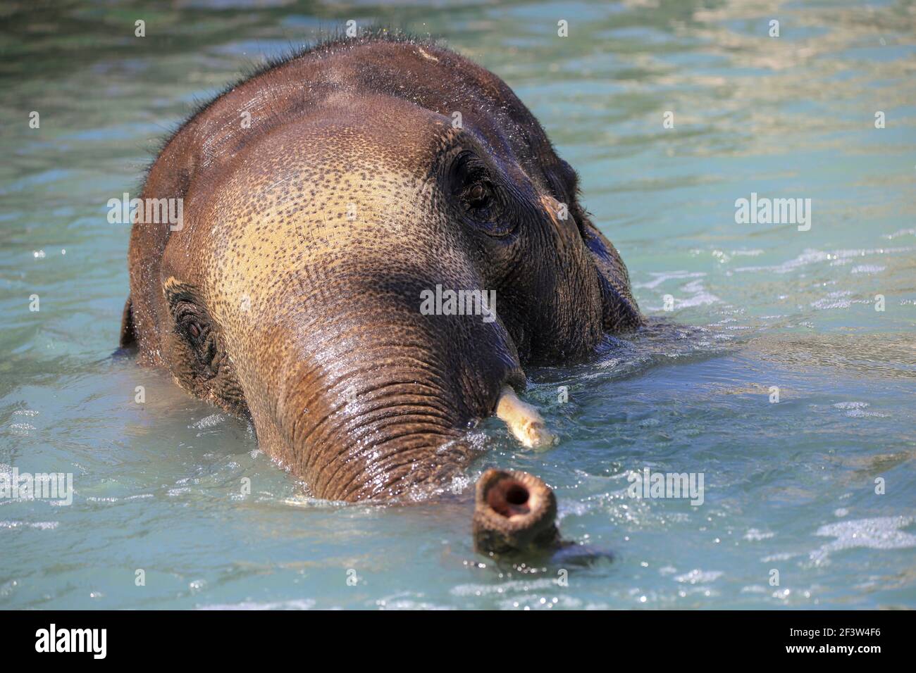 Éléphant d'Asie dans une chute d'eau dans une rivière qui s'arrête par une chaude journée d'été Banque D'Images