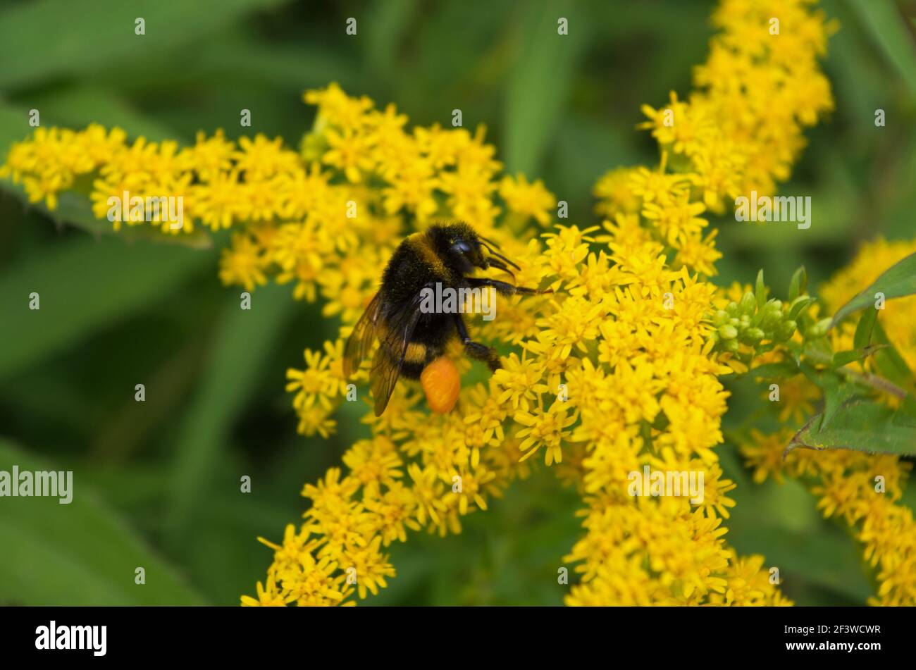 Bourdon ouvrier, avec du pollen orange sur les jambes, sur des fleurs jaunes semblables sur de petits astérisques de verge géante sur fond de tiges vertes floues Banque D'Images