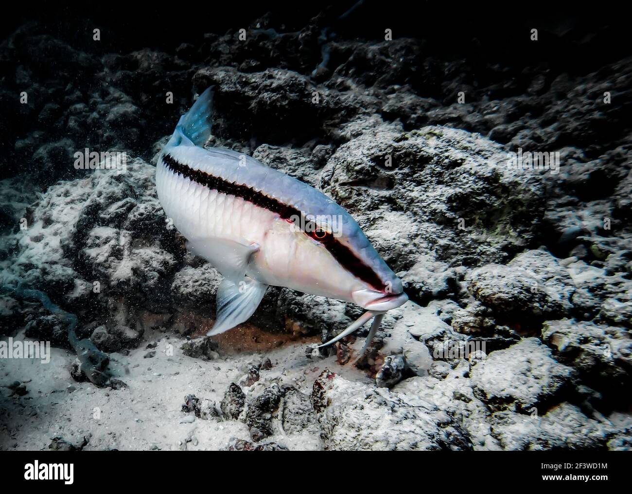 Un gros poisson de chèvre avec une moustache au fond De l'océan Indien Banque D'Images