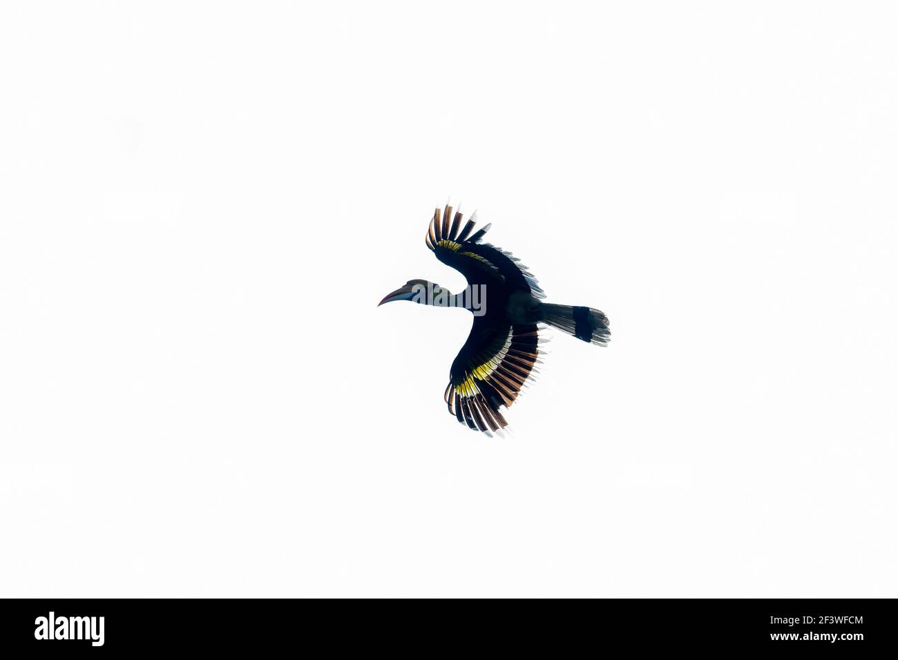 Le silence céleste engloutit les forêts. Les Hornbills mystiques et magiques s'en déllissent avec une grâce inégalée dans la verrière !!! Banque D'Images