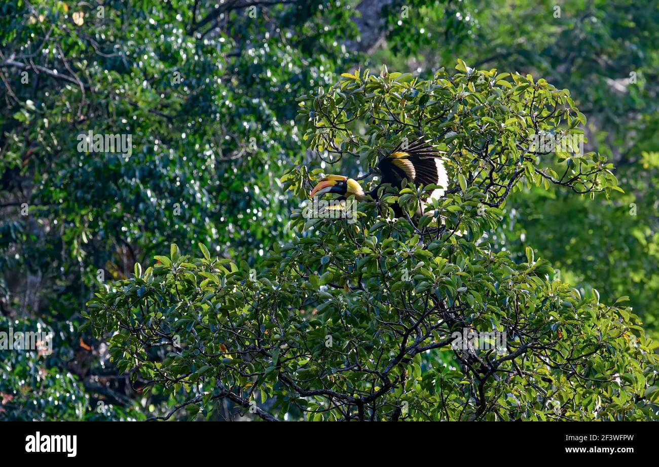 Le silence céleste engloutit les forêts. Les Hornbills mystiques et magiques s'en déllissent avec une grâce inégalée dans la verrière !!! Banque D'Images