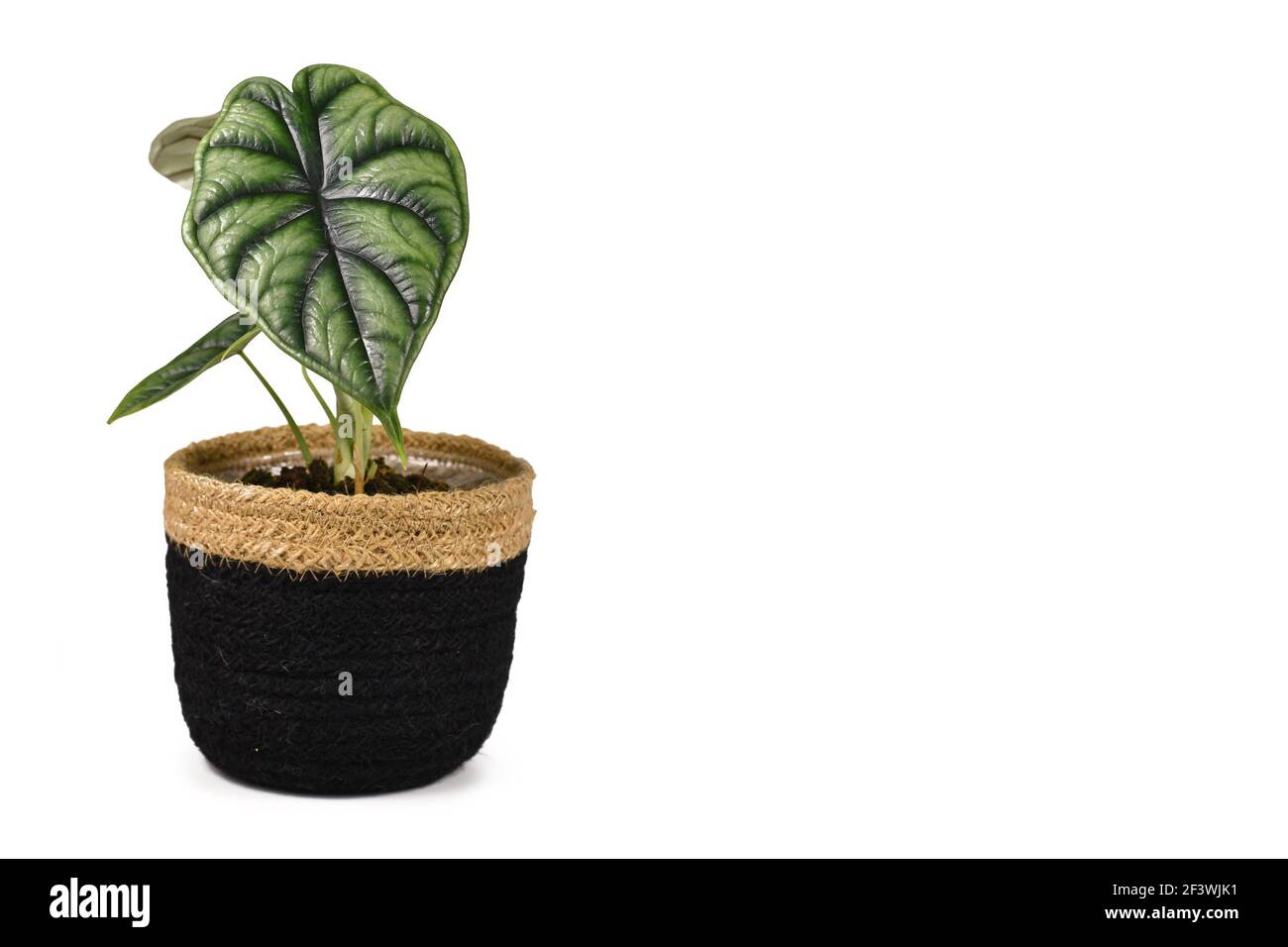 Plante à la maison topique 'Alocasia Baginda Dragon Scale' en pot noir isolé sur fond blanc Banque D'Images