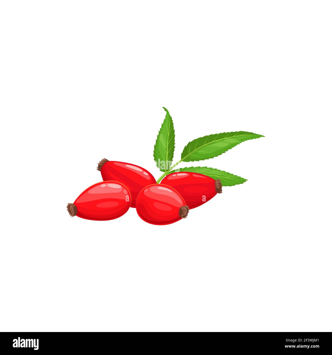 Rosehip rose rouge, feuilles vertes isolées dessert alimentaire réaliste. Récolte de rosehip ou de harpe à vecteur, fruits mûrs, jardin de ferme, nourriture forestière sauvage. Bourrage Illustration de Vecteur