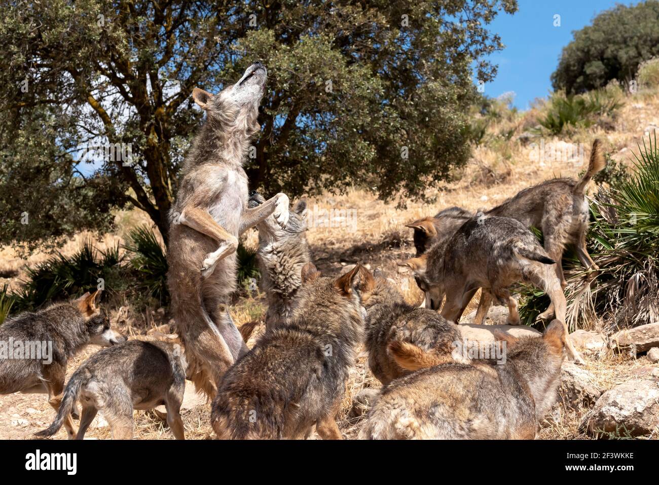 Pack de loups ibériques (Canis lupus signatus) en Andalousie, Espagne Banque D'Images