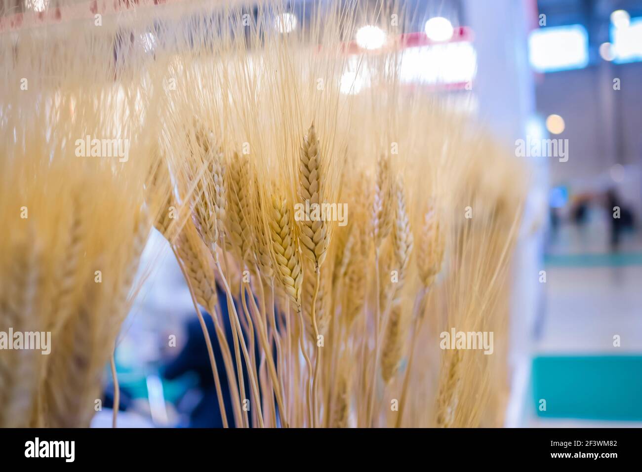 Sheaf of Golden Wheat Ears à l'exposition agricole, salon - vue rapprochée. Culture, biologique, botanique, concept de récolte Banque D'Images
